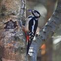 IMG_8524 Great Spotted Woodpecker.JPG